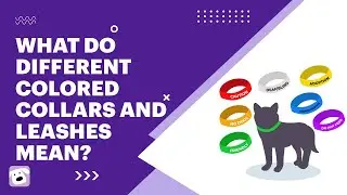[Dog Walking] What Do Different Colored Collars and Leashes Mean?