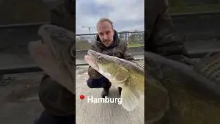 Big Zander in Hamburg💥 #fishing #fish #streetfishing #pesca #p&ecirc;che  #snoekbaars #bigfish #angeln
