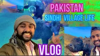 PAKISTAN SINDHI VILLAGE LIFE VLOG