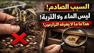 بذور الباذنجان لا تنبت؟ السر ليس في الماء أو التربة! هذا هو السبب الحقيقي الذي يتجاهله ٩٩٪ من المزا