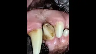 Pulp Exposure Requires Treatment.