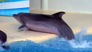 Wildlife. Not Entertainers | Dolphin 