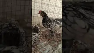 silver sebright chicks 🐥Birds Aid