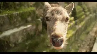 NARA 奈良 | One Day with the Deer in Japan | 4K Cinematic Travel