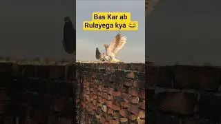 Friend ne diya new Pigeon 🐦 #pigeon #minivlog