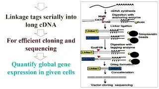 Serial Analysis of Gene Expression or SAGE Technology