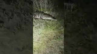 Rare American crocodile #crocodile#youtubeshorts#wildlife