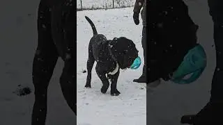 #snow #sneeuw #Ernesto #mastiff #mastino #sneeuwpret #happydog #mastinonapoletano #doglove ❤️