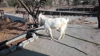 95. 100% Pure Saanen Male Goat @Saanen and Alpine Farms, small glimpse