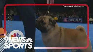 Pug wins Best in Show at National Dog Show