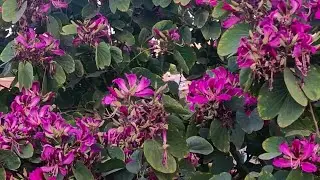 Jaipur road video# jaipur trip # jaipur Rajasthan, lndia, 🥰🥰