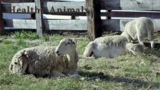 Parker Pastures