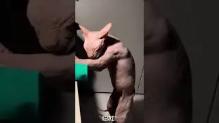 Buff cat giving itself a bath