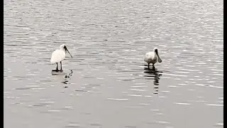 Royal spoonbills / Kōtuku ngutupapa