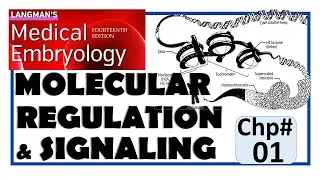 Langman Chapter#1 | Introduction to Molecular Regulation & Signaling | Embryology | Dr Asif Lectures