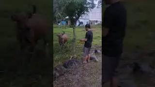 Menggiring sapi ke lapangan rumput