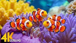AQUARIUM 4K (ULTRA HD) - Beautiful Fish Swimming & Colorful Sea Life Video 🐠 Deep Sleep Music