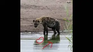 Hyena 🐺 drink water inattentive of crocodile 🐊#hyena drink water without fear of crocodile #shorts