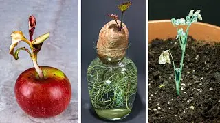 180 Days Failing at Growing Plants Time Lapse