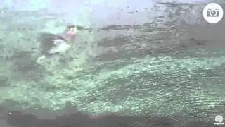 Orca Rubbing Beach