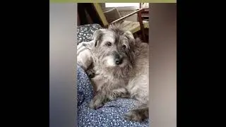 PABLO VIDEO