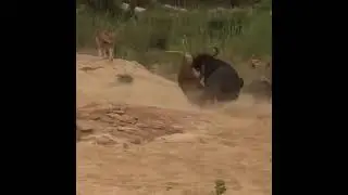 Power of Buffalo #viral#trending#foryou#best_of_Love#buffalo#lion#fight