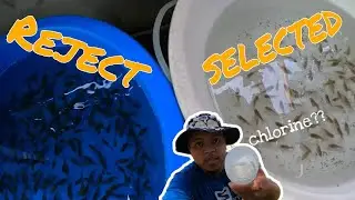 EP225. PAANO MAGDISINFECT NG POND AT 1ST CULLING NG RYUKIN GOLDFISH FRY