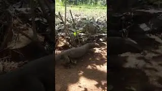 Bengal Monitor | Common Indian Monitor | Varanus bengalensis|Part II