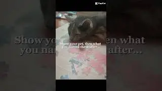 what's her name? #cat #catedit #petcats #catname