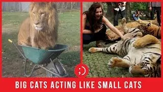 Funny Big Cats Acting Like House Cats Compilation