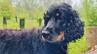 Switzerland Countrylife, A walk on a foggy day with an English Cocker Spaniel Girl