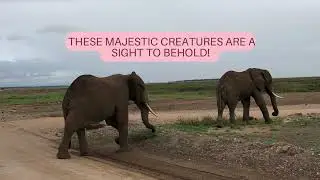 Elephants in the Wild 🐘 Kenya Safari Experiences and World Kindness Day