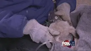 Animal Shelter Fire