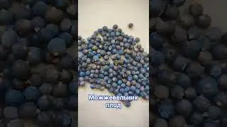 можжевельник плод. контакты в профиле