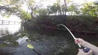 6lbs Spro Bronzeye Shad