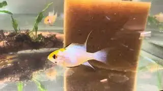 Long Fin Electric Blue Ram (Wide Body)