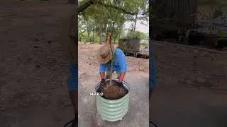 Lime Tree Planting with Vego Garden!