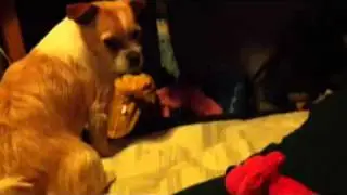 Dog Turns Back on Toy