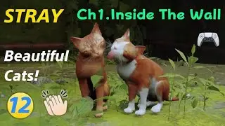 Stray Ch 1 Inside The Wall