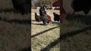 Prehistoric Raptors on the run 😆🤣 #pastureraised #animals #farmlife #funnyanimals #chickensofyoutube