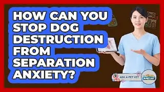 How Can You Stop Dog Destruction From Separation Anxiety? - Ask A Pet Vet