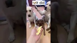 Best Dogs Video of ALL time #shorts #regret