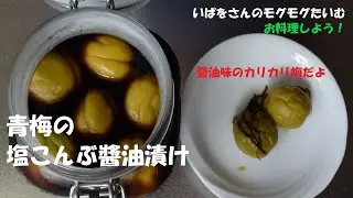 いぱをさんのモグモグたいむ　青梅の塩こんぶ醤油漬けをつくってみよう！　ipawoちゃんねる