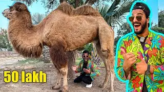 50 LAKH KA CAMEL🐫 | STORY VLOG | Mishkat Khan | The Fun Fin