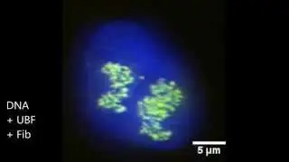 UBF, Fibrillarin and B23