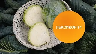ЛЕКСИКОН F1 | Овощная усадьба