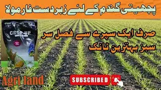 How to boost up the growth of late sown or weak wheat crop | Use of Plant Growth Regulators in wheat