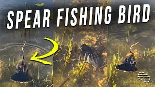 Bird Goes Spear Fishing, Using Its Beak, Under the Water