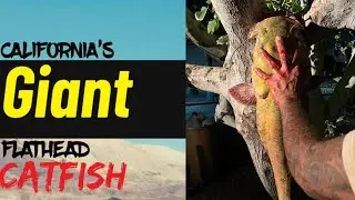 Weekend of a LIFETIME fishing for Flathead Catfish on the Colorado River