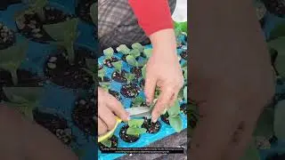 Cut off half of the cotyledon leaves of pumpkins